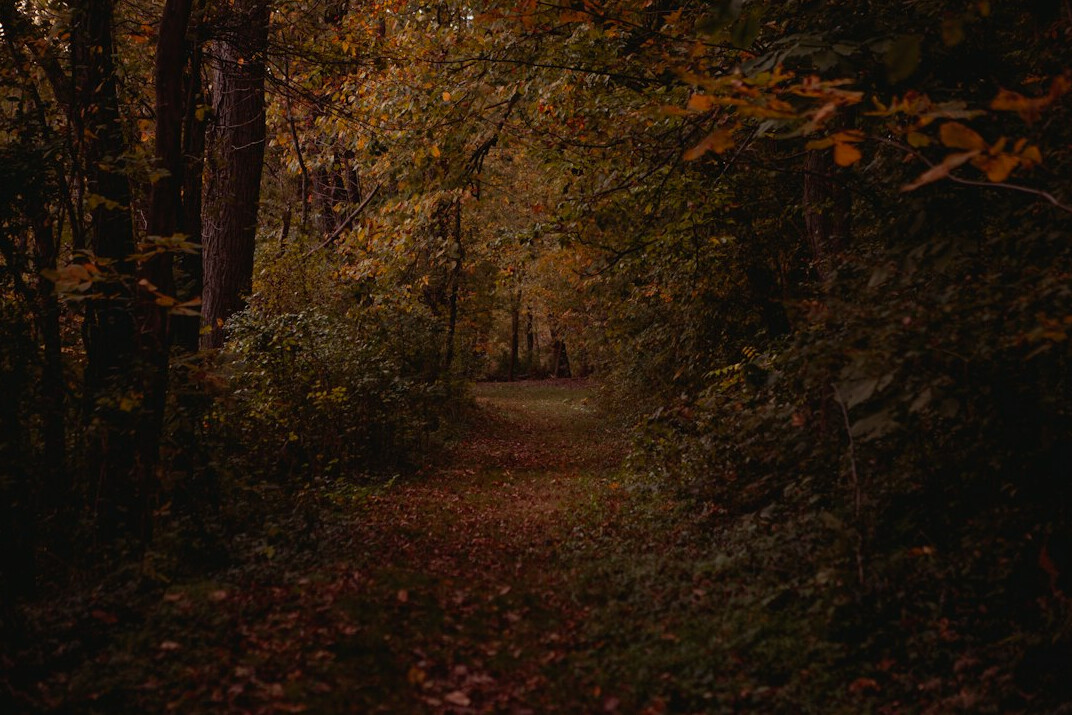forest path mystery