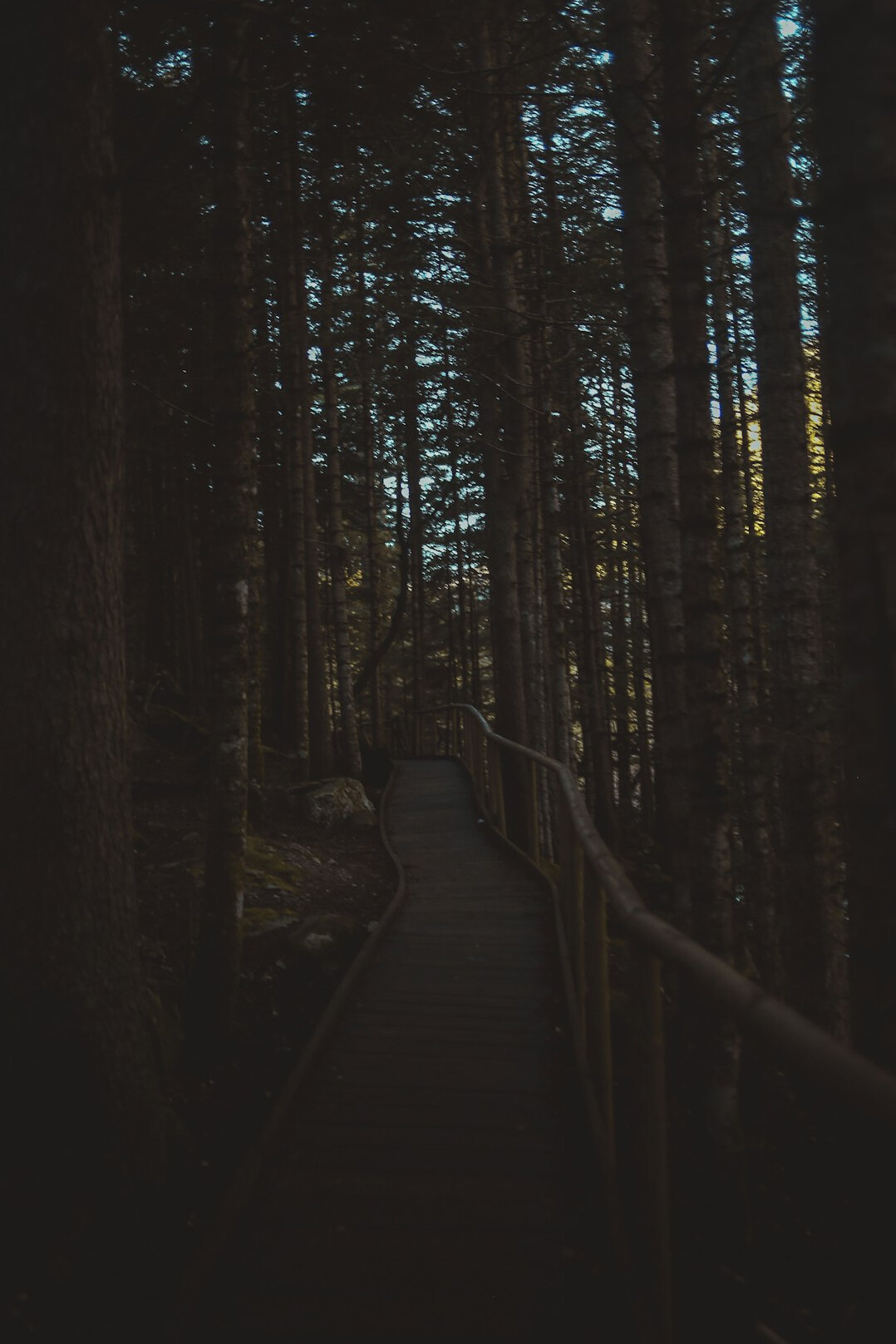 person walking through dark forest path
